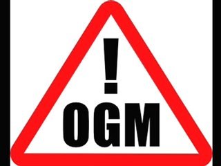 38 variètés d'OGM autorisées par la France