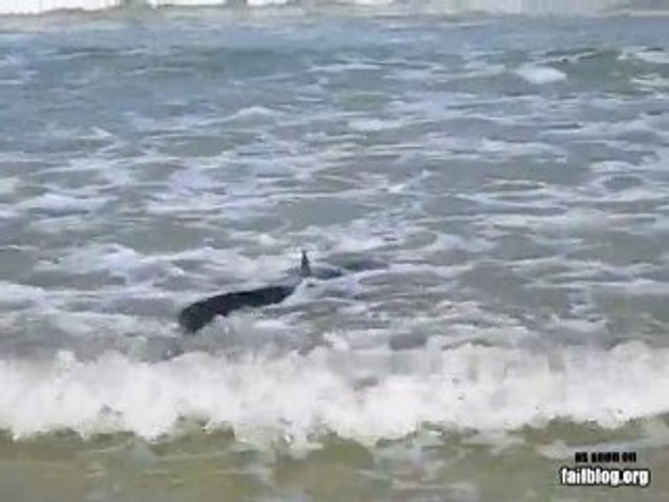 Shark Week IRL WIN