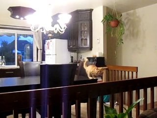 chaton  ne sait pas sauter