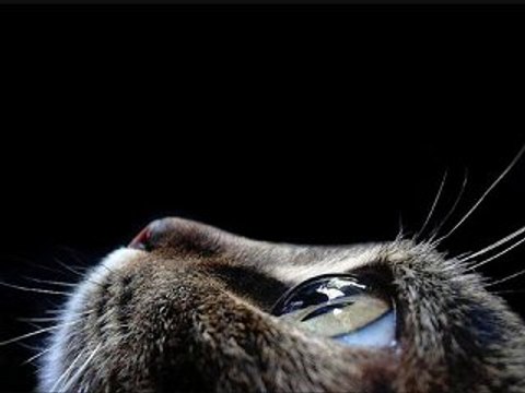 Linkin Park New Divide - Ele Cat Remix