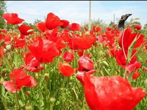 Girona Noticias de Ona Vilamalla, by Ona Radio Quim Pedret