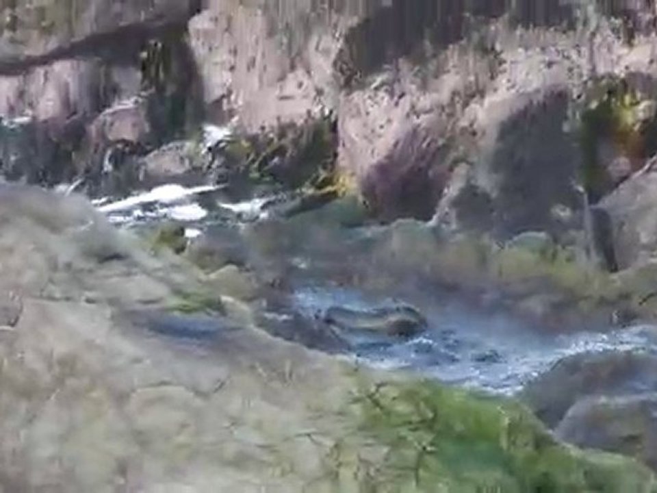 Baby seal kaikoura 1.MOV