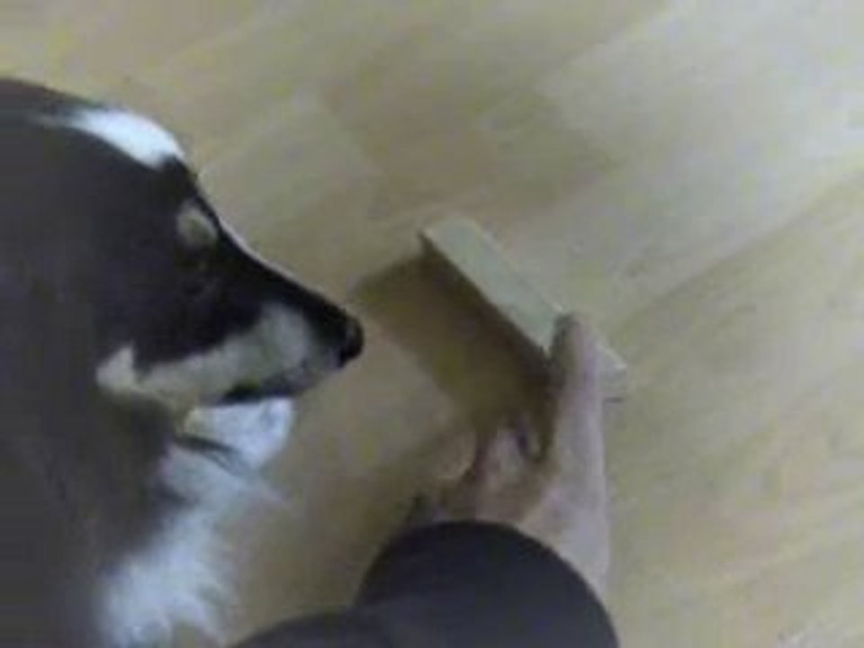 Fiesta et  le rapport d'objet