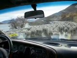 Torres del Paine: sheeps / koyunlar