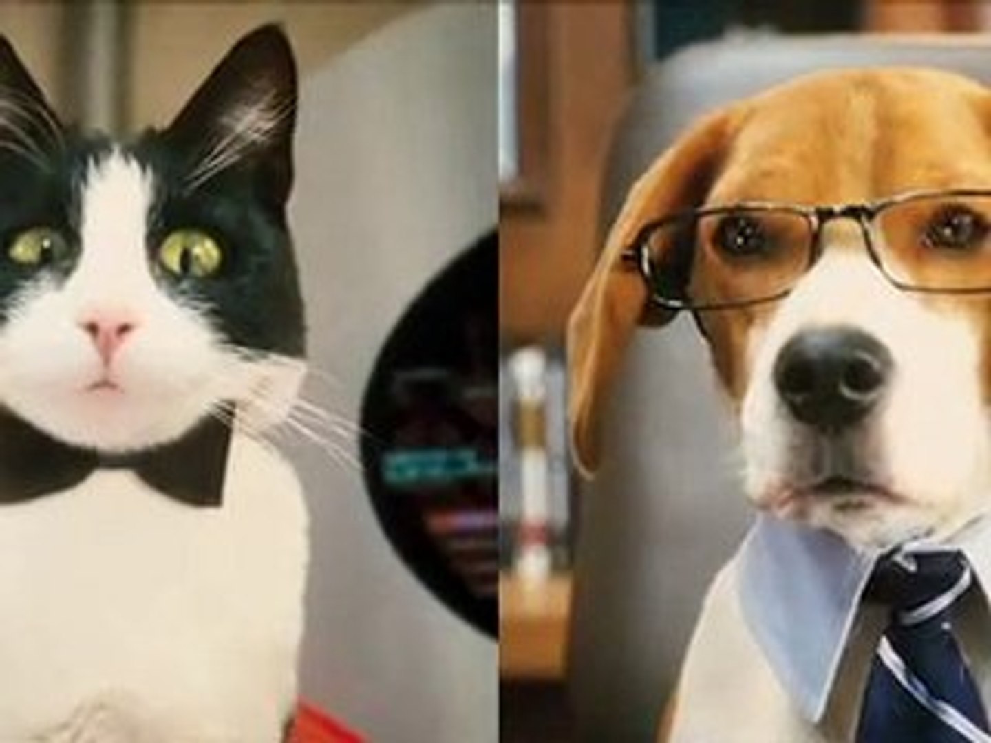Como perros y gatos: La revancha de Kitty Galore - Tráiler - Vídeo  Dailymotion