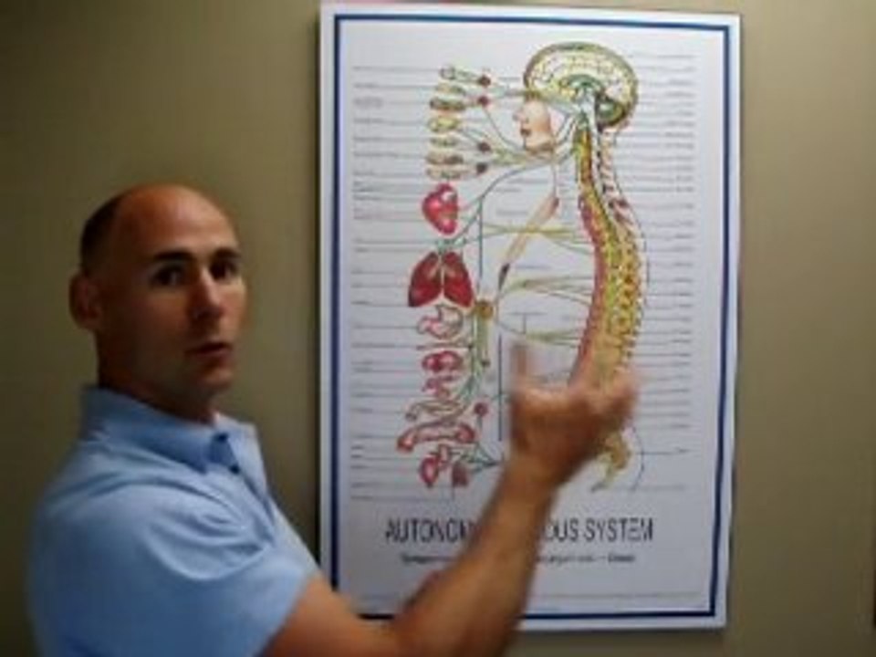 What does a Chiropactor do?