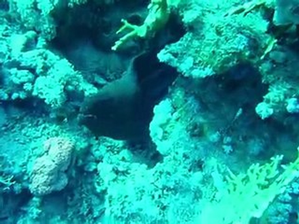 sharm 2