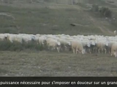 Urkan chien Beauceron au travail