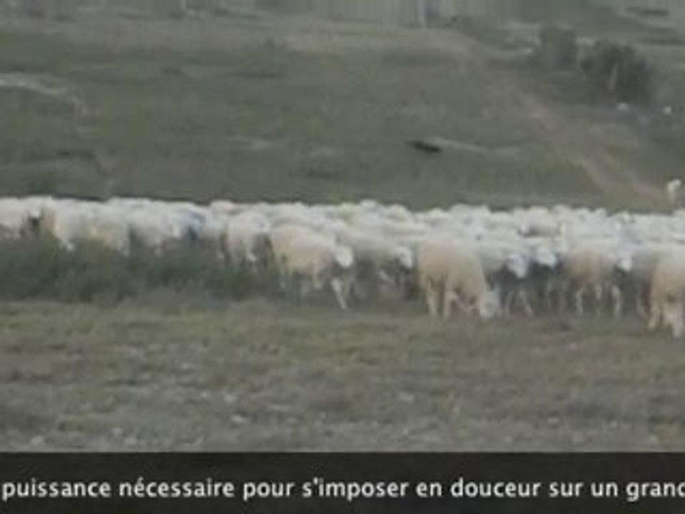 Urkan chien Beauceron au travail