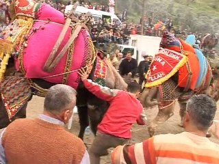 En Turquie, la tradition des chameaux lutteurs