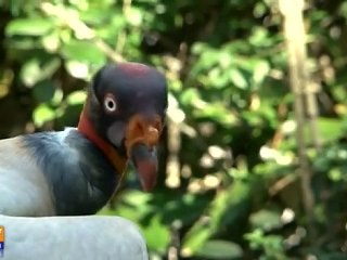 Le Donjon des aigles, royaume des rapaces