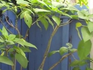 805 Ozone Street, Ocean Park Santa Monica Home