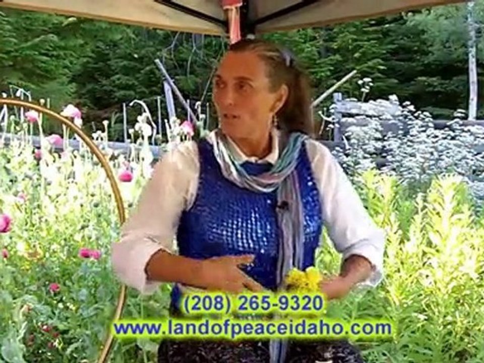 Organic Healing Oils - Evening Primrose