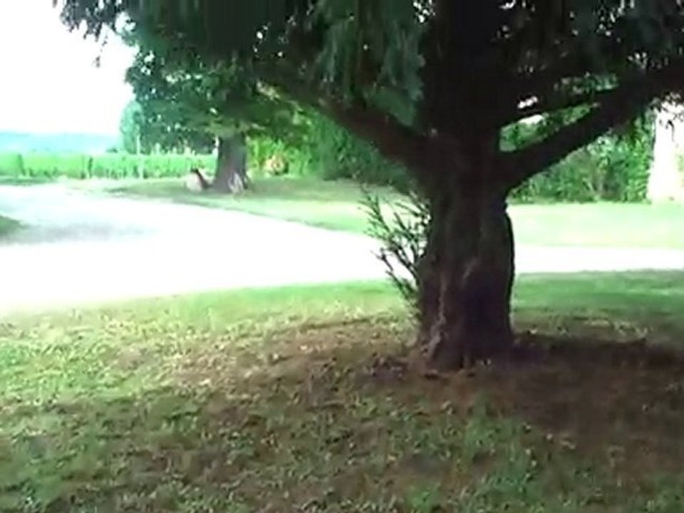 Château de Saint-Pey Grand Cru Saint-Emilion:son parc arboré