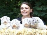Rare White Tigers Born at German Zoo