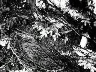 100% Real Bigfoot Sighting