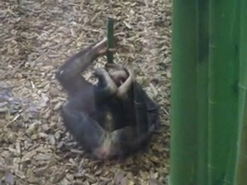Maryland Zoo - Beat The Heat Tuesdays [Aug 2010]