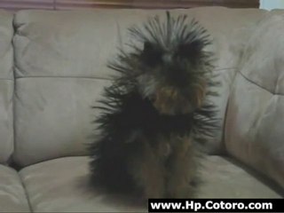 Static Electric Dog