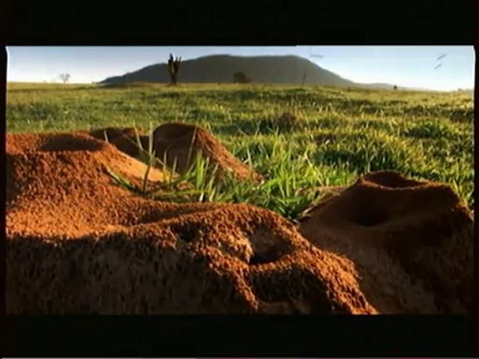 L'organisation Secrete Des Fourmis 3