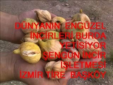 TOLGA CANDAR ORMANCI