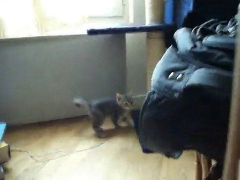 Lasilix qui joue avec la balle et avec Dixy