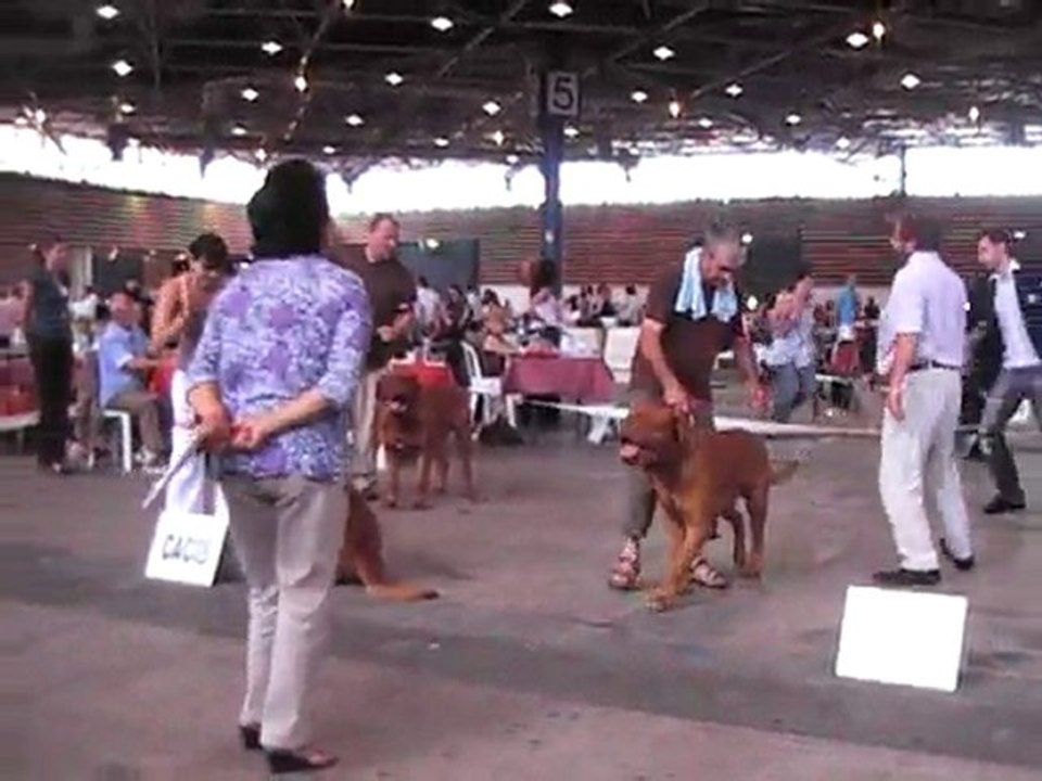 spéciale dogue de bordeaux a lyon 2010 4 ème partie