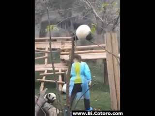 Baby Panda Gets Stuck in a Tree