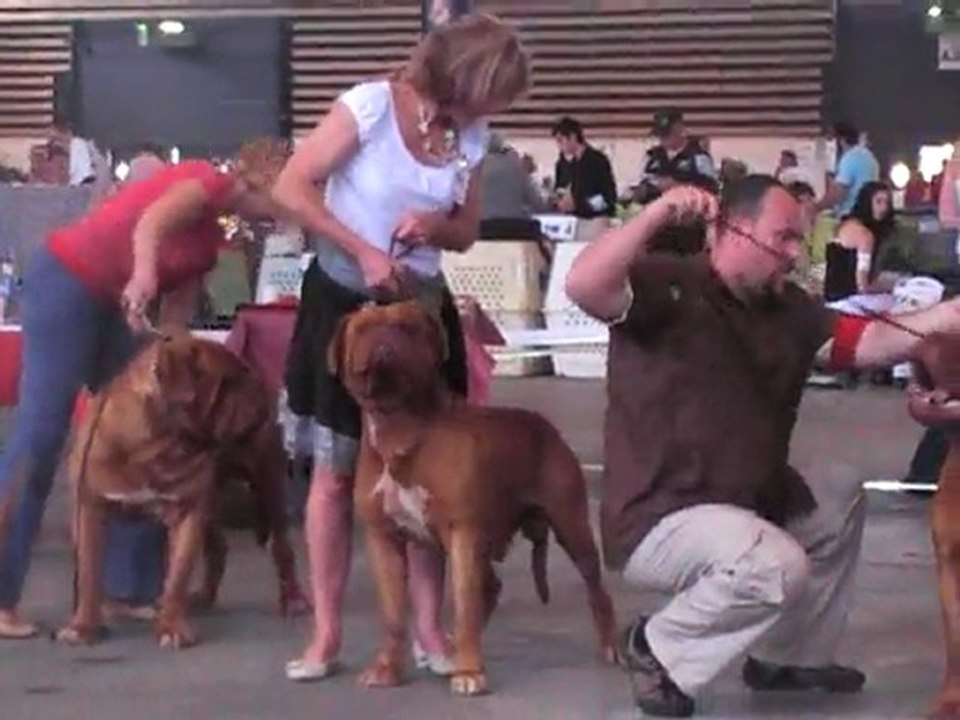 spéciale dogue de bordeaux a lyon 2010 1 ERE PARTIE