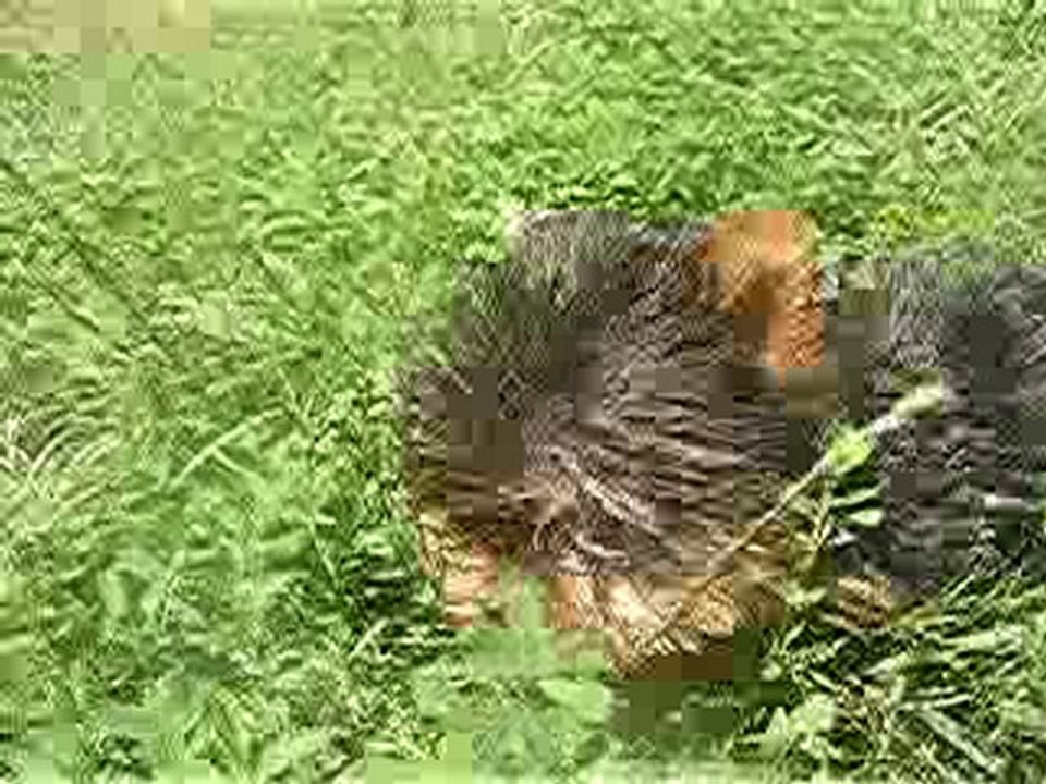 Dewee of Meadow Cottage. 2 mois!!