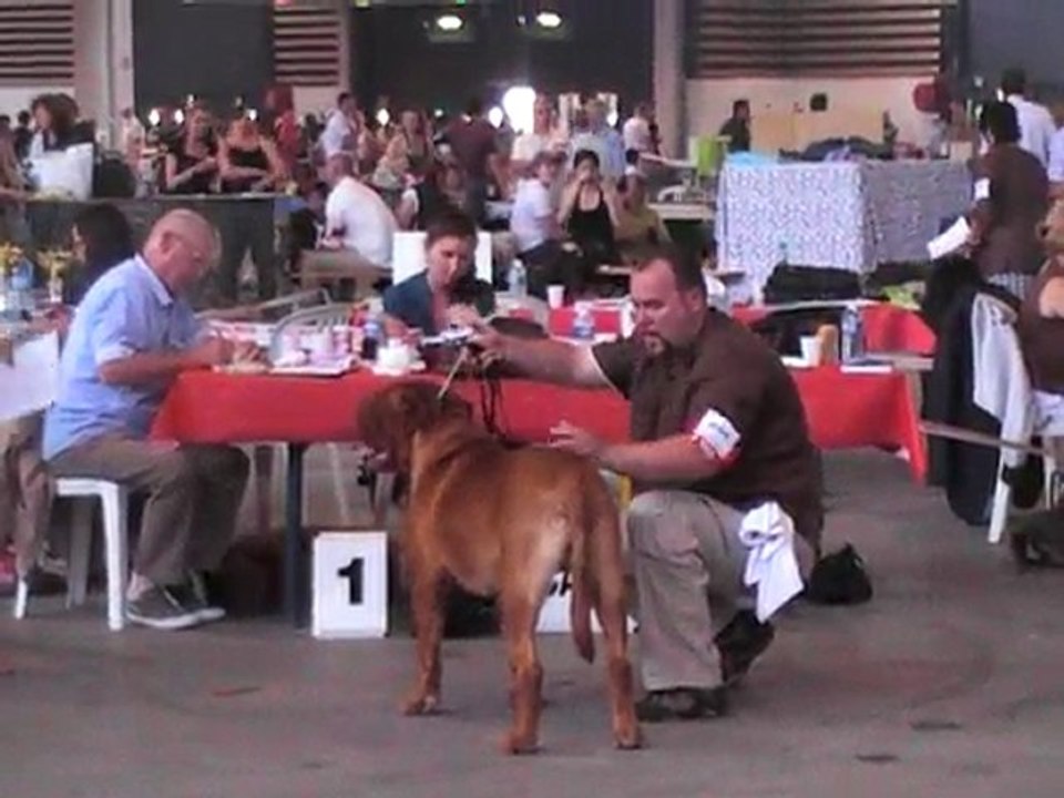 spéciale dogue de bordeaux a lyon 2010 PRESENTATION