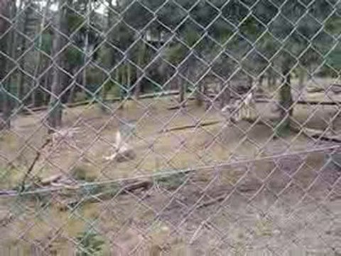 hurlement de loup au parc du loup du gevaudan