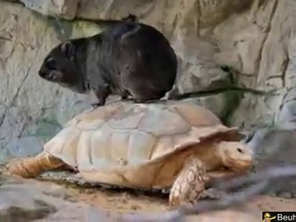 un Wombat sur une tortue
