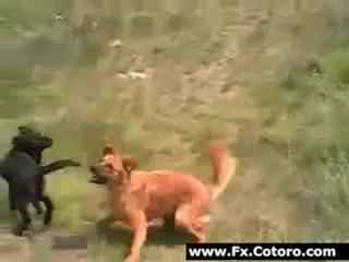 Russian Techno Dog