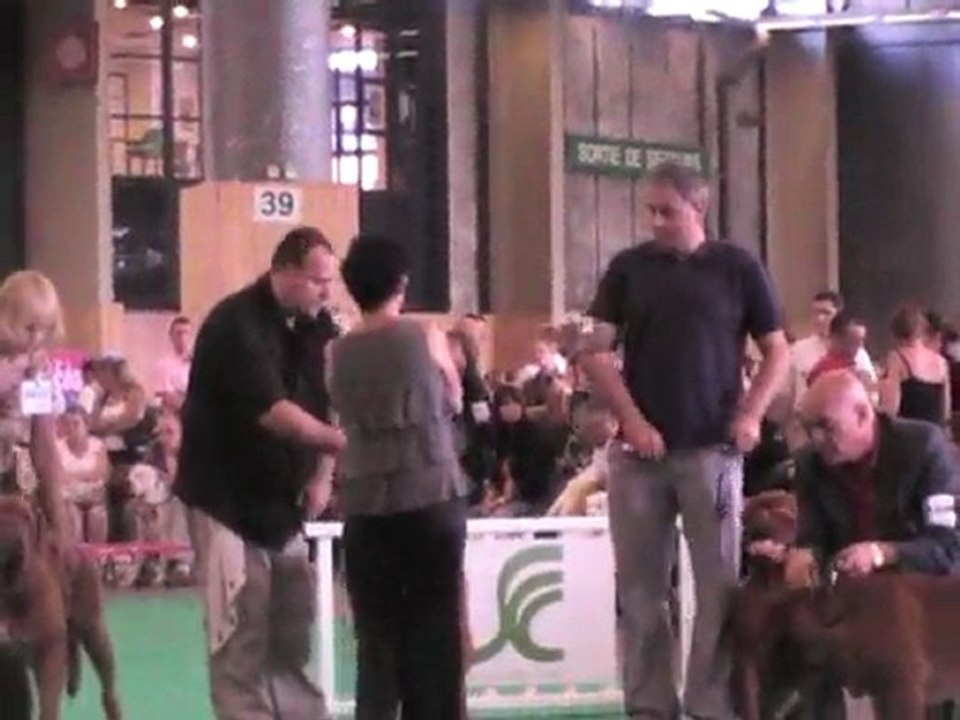 dogue de bordeaux  championnat de france 2010