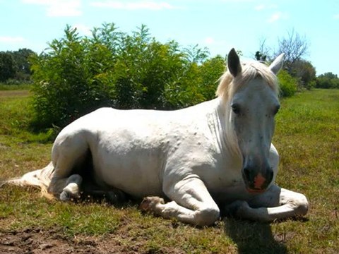 Vacances 2010 à Aigues-Mortes