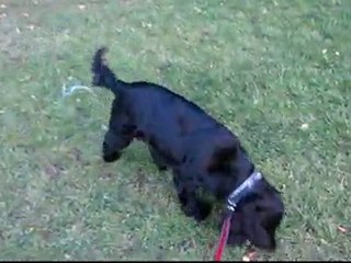 Pepper Psaila - English Cocker Spaniel