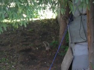 Notre jardin et les écureuils