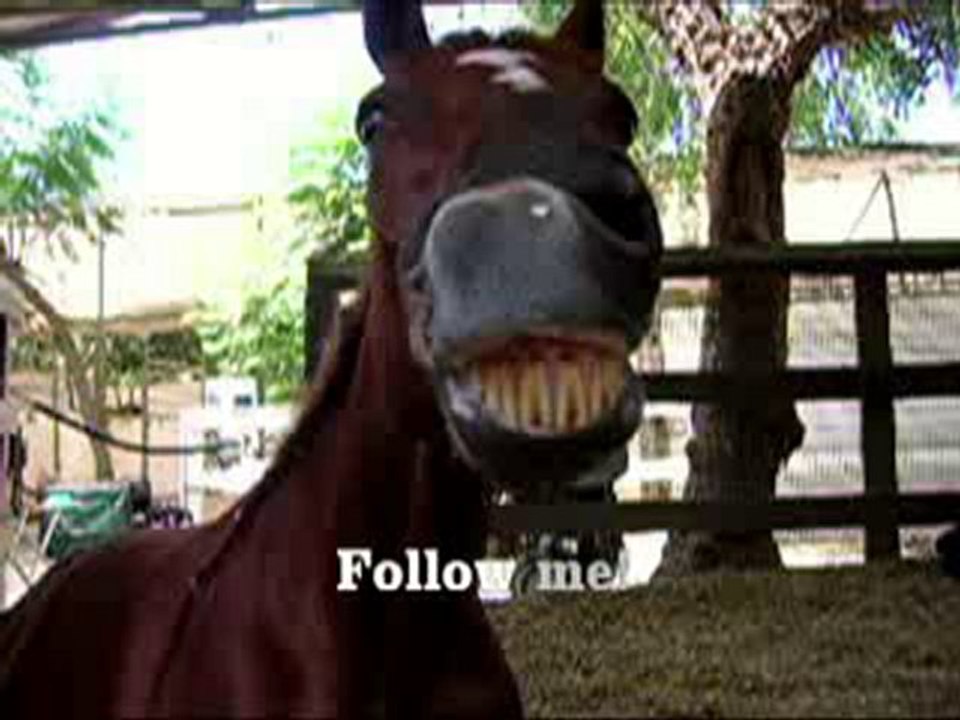 The World's Smartest Horse Is On Twitter