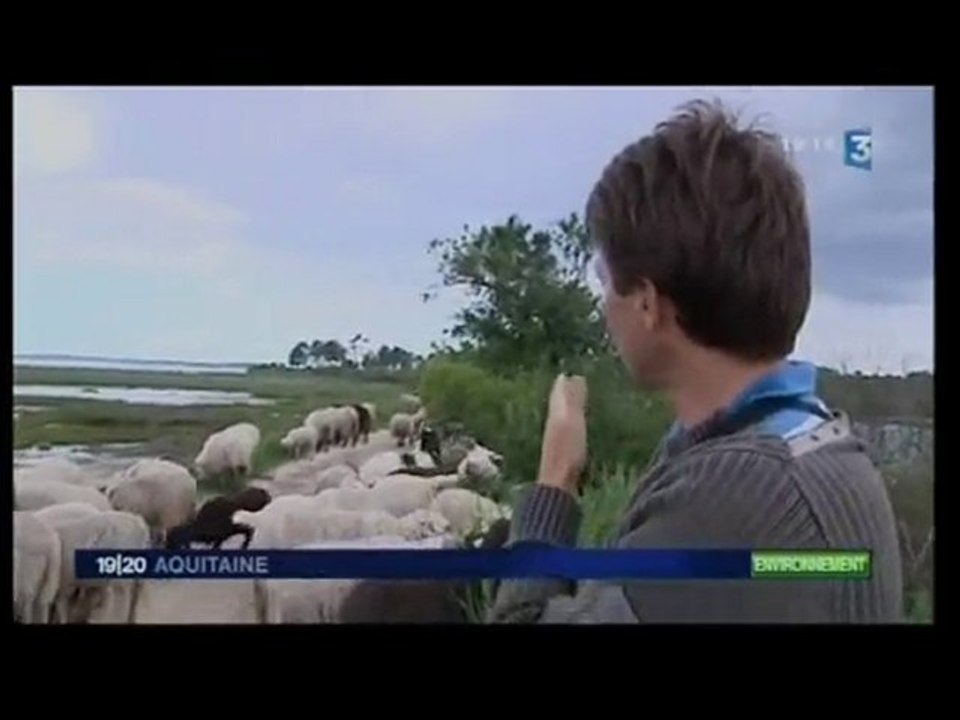 Reportage France 3 - Paturages transhumants à Andernos