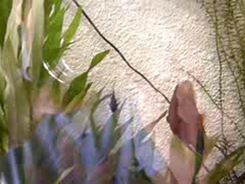 240 litres benjamin42