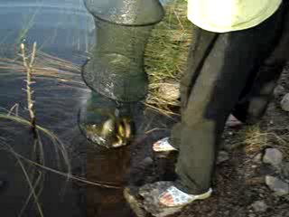 1.8.2010 Sazan avımız