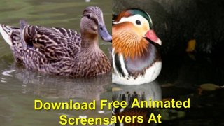 Download Free Animated Ducks Screensavers