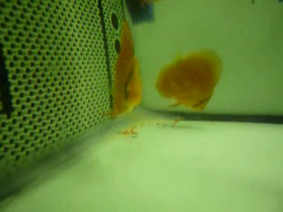 Discus bouche enflée