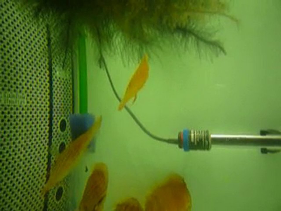 discus bouche enflée pendant nourrissage