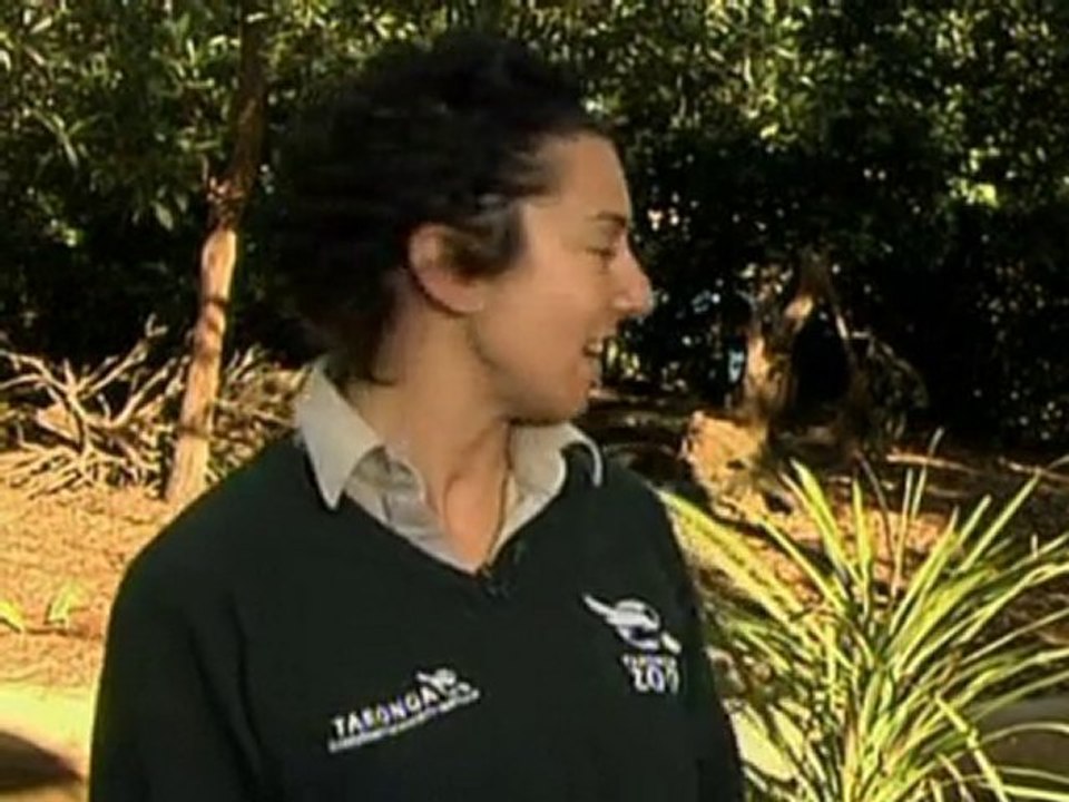 Baby pygmy hippo meets public at Australian zoo