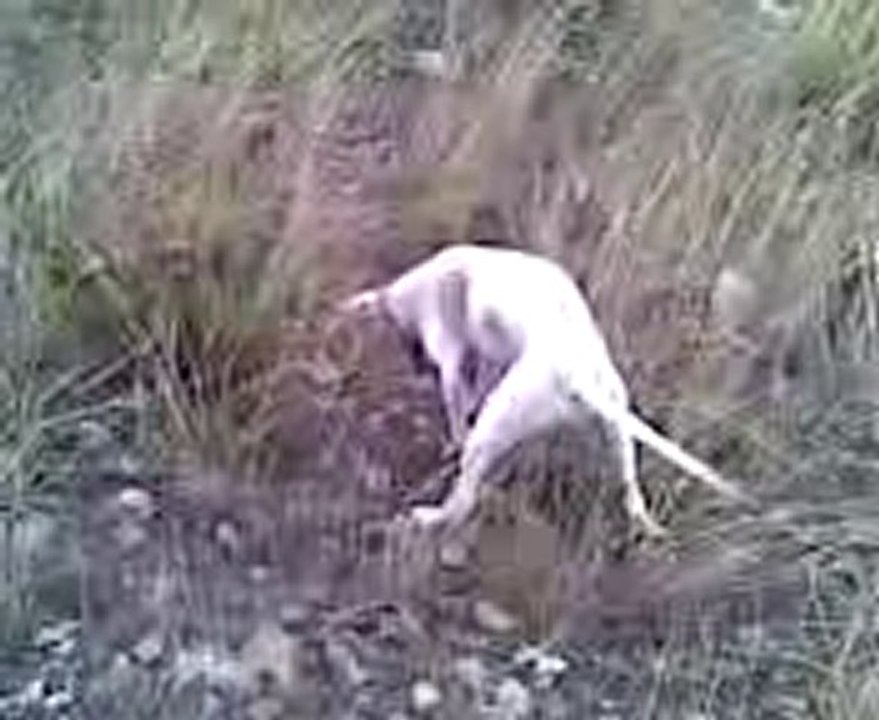 Corap video