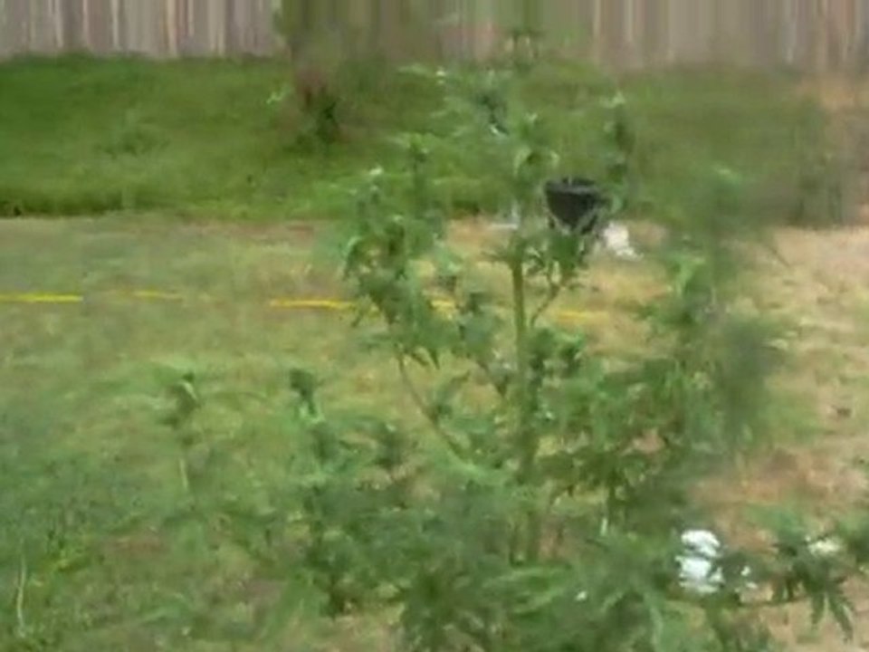 Super Cropping Cannabis # 2