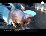 Public debut of a pigmy hippo in Australia - no comment