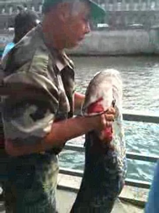 EXCLU: Paris Plage: un monstre d'1m30 sorti de la Seine!!!