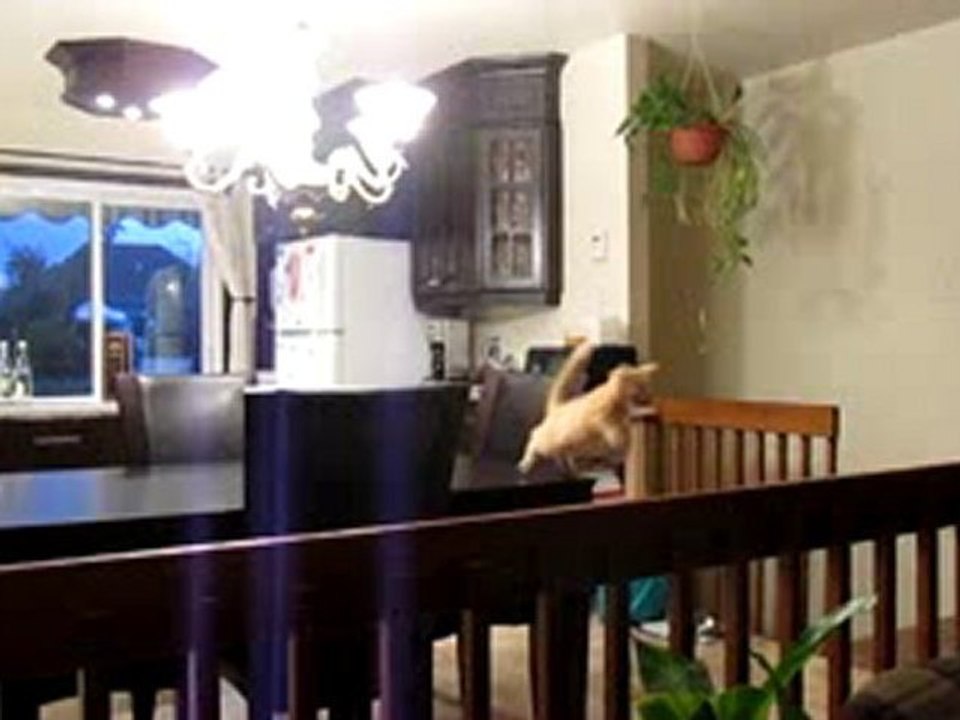 Funny kitten can't jump